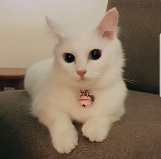 Snow The Deaf Darling - Domestic Medium Hair + Persian Cat