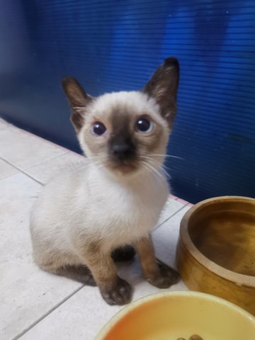 Blue Eyed Babe - Siamese Cat