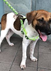 Spot - Mixed Breed Dog