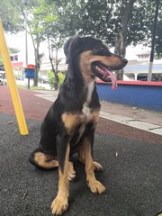 Benben - Mixed Breed Dog