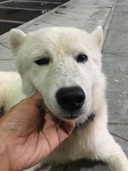 Hachiko - Mixed Breed Dog