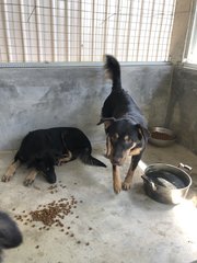 Male: Tiger Female: Lucy - Mixed Breed Dog