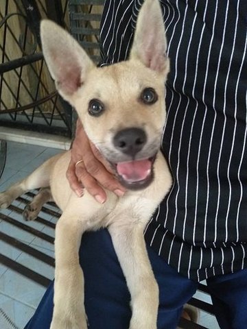 Happy  - Mixed Breed Dog