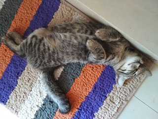 Female Kitten - Domestic Medium Hair Cat