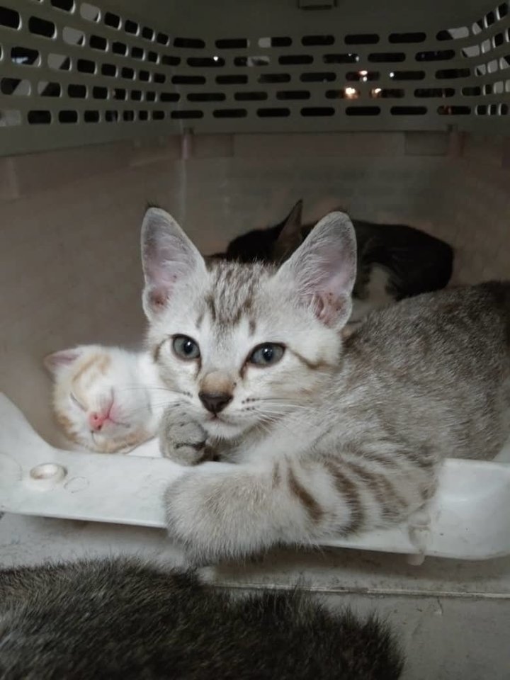 Domestic Short Hair Kitten Adopted - 6 Months, Light Grey from Cheras