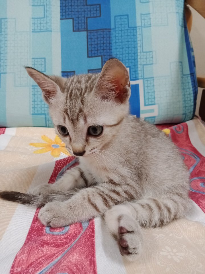 Domestic Short Hair Kitten Adopted 4 Years 8 Months Light Grey From Cheras Kuala Lumpur 