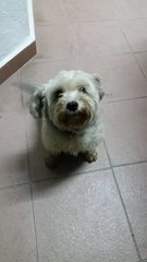 Rosie - Maltese Mix Dog