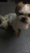 Fido Dido - Shih Tzu Dog