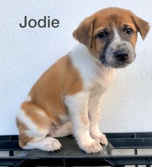 Jodie  - Mixed Breed Dog