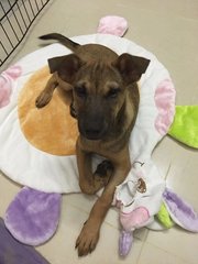 ❤旺财❤wong Choy❤ Toilet Trained - German Shepherd Dog Mix Dog