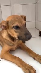 ❤旺财❤wong Choy❤ Toilet Trained - German Shepherd Dog Mix Dog