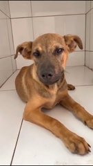 ❤旺财❤wong Choy❤ Toilet Trained - German Shepherd Dog Mix Dog