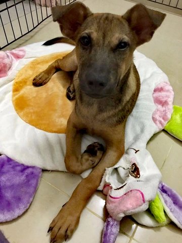 ❤旺财❤wong Choy❤ Toilet Trained - German Shepherd Dog Mix Dog