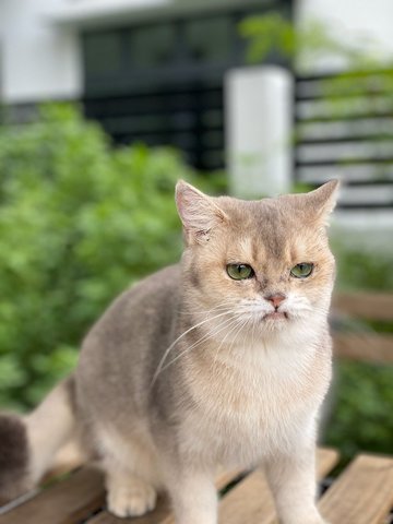 Uwu Benzo  - British Shorthair Cat