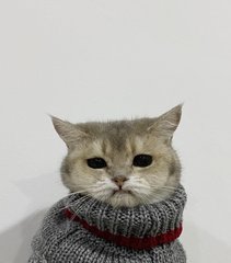 Uwu Benzo  - British Shorthair Cat