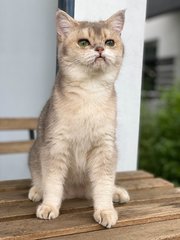 Uwu Benzo  - British Shorthair Cat