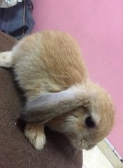 Latte - Holland Lop + New Zealand Rabbit