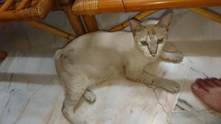 Krim - Domestic Short Hair Cat