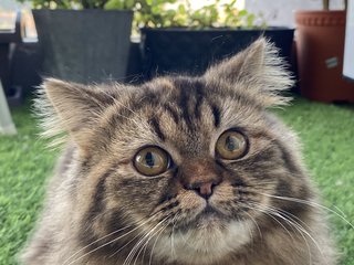 Lucy - Persian Cat