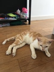 Tiger - Domestic Medium Hair Cat