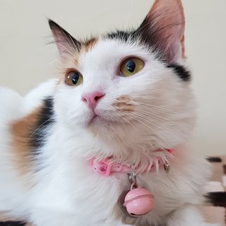 Aiko The Lil Loved One - Calico + Domestic Long Hair Cat