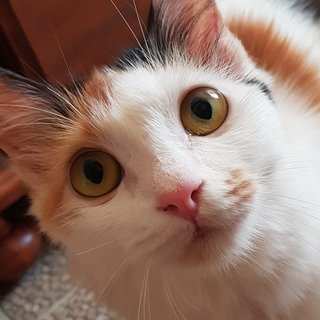 Aiko The Lil Loved One - Calico + Domestic Long Hair Cat