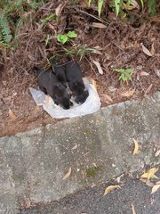 Abandoned Puppies At Seri Kembangan - Mixed Breed Dog