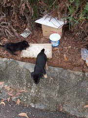 Abandoned Puppies At Seri Kembangan - Mixed Breed Dog