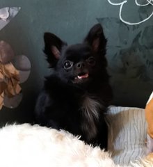 Brody - Chihuahua Dog