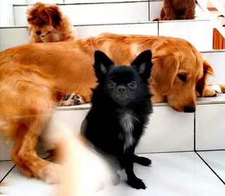 Brody - Chihuahua Dog