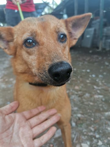 Beige Doggie - Mixed Breed Dog