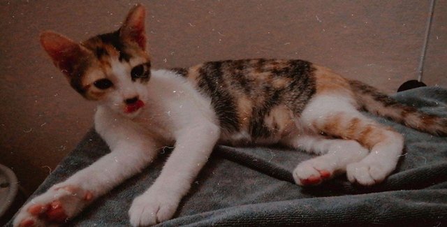 Kaykay - Domestic Short Hair + Calico Cat