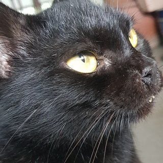 Juliette The Black Beauty - Bombay + Domestic Short Hair Cat