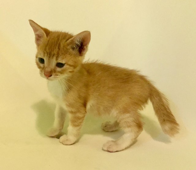 Littlest Ginger - Domestic Short Hair Cat