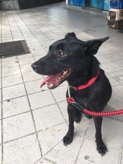 Bear - Mixed Breed Dog