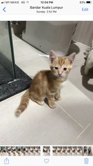 Dangdong  - Domestic Short Hair Cat