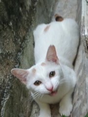 Nona - Turkish Van Cat