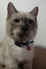 Alex - British Shorthair + Persian Cat