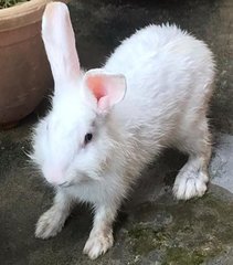 Mushroom  - Bunny Rabbit Rabbit