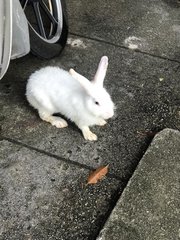 Mushroom  - Bunny Rabbit Rabbit