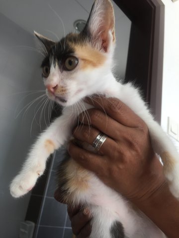 Bubbles The 'lemur' Kitten - Domestic Short Hair + Calico Cat