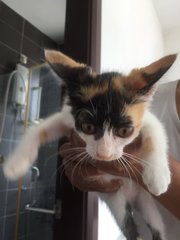 Bubbles The 'lemur' Kitten - Domestic Short Hair + Calico Cat