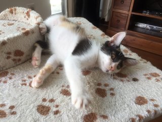 Bubbles The 'lemur' Kitten - Domestic Short Hair + Calico Cat