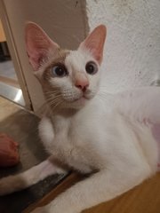 Princess Elsa - Domestic Short Hair Cat