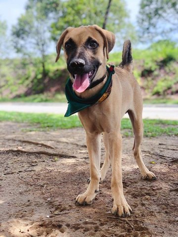 Dallas  - Black Mouth Cur Mix Dog