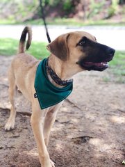 Dallas  - Black Mouth Cur Mix Dog