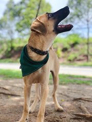 Dallas  - Black Mouth Cur Mix Dog