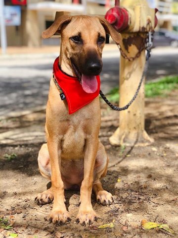 Derby  - Black Mouth Cur Mix Dog