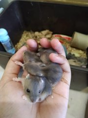 Baby Hamsters - Short Dwarf Hamster Hamster