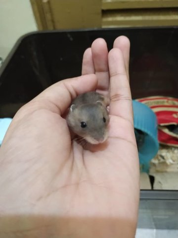 Baby Hamsters - Short Dwarf Hamster Hamster